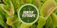 Hunter Flytraps Promotion