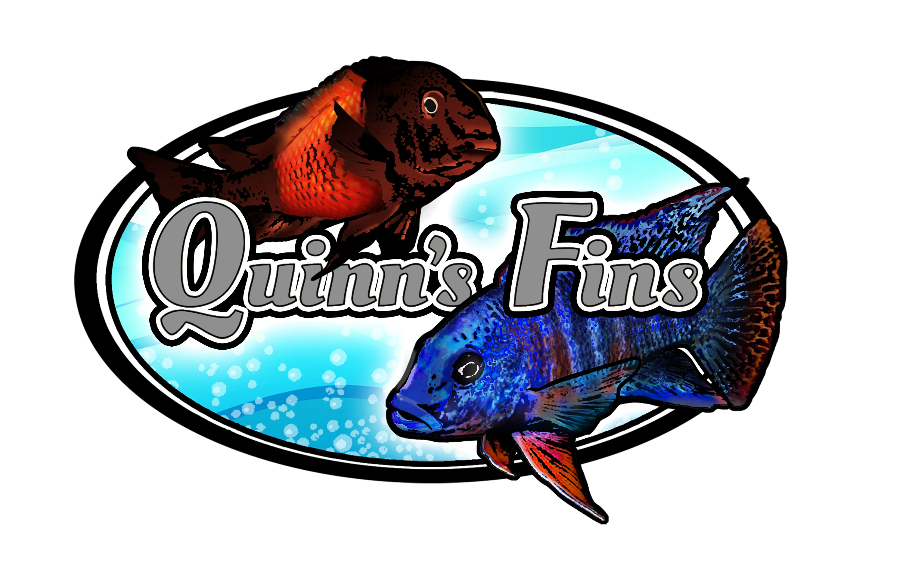 Hybrid Cichlids For Only $22 At Quinns Fins