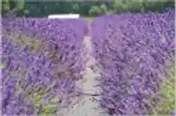 Lavender By The Bay Promotion